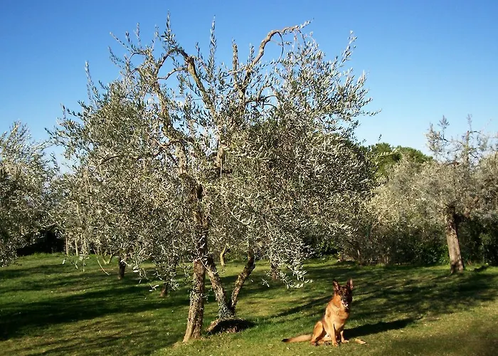 Летний дом Podere Il Caggio